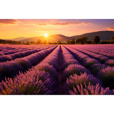 Lavender Sunset canvas